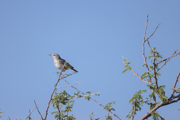a sabota lark on a twig in Namibia