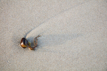 Plant material washed up on sandy shore with long morning shadow