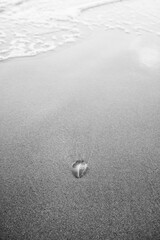 Plant matter lying on the sea shore with wave water washing over the sand