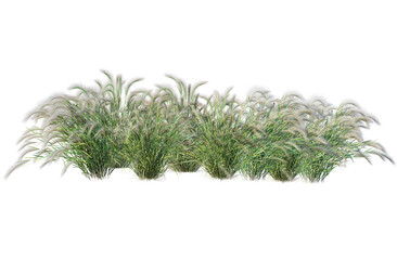 3D render shrub flowers and grass flowers. Flowers and grass in the garden on transparent background
