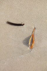 Plant material washed up on sandy shore with long morning shadow