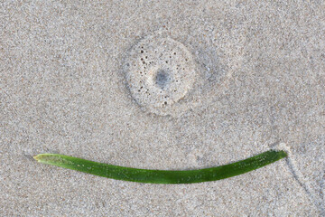Shapes and patterns on a beach with plant matter