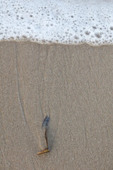 Plant matter lying on the sea shore with wave water washing over the sand