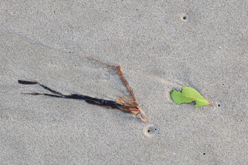 Shapes and patterns on a beach with plant matter