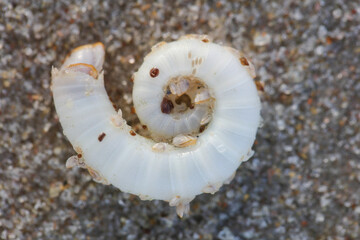 Shell and textures lying on beach sand
