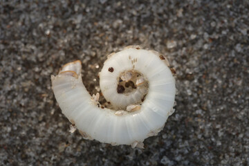 Shell and textures lying on beach sand