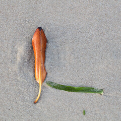 Shapes and patterns on a beach with plant matter