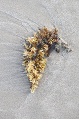 Shapes and patterns on a beach with plant matter