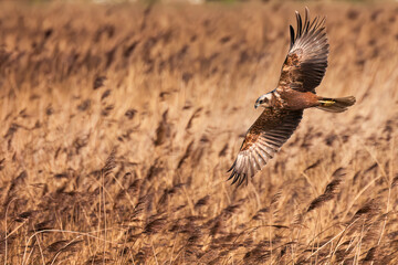 Marsh Harrier