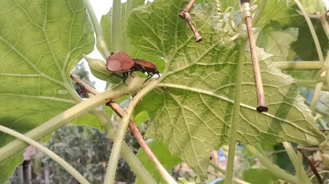 Two insects are trying to mate on the green leaves.