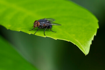 House fly in close up view sit on green leave with blurred background