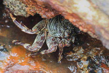 Large crab hiding in gap of rusty boat