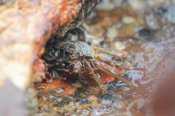 Large crab hiding in gap of rusty boat