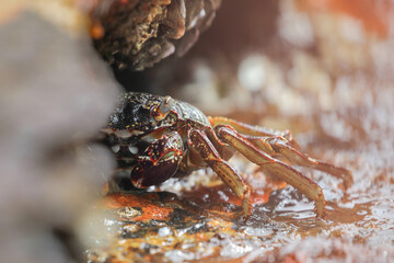 Large crab hiding in gap of rusty boat