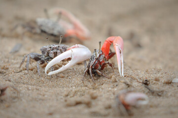 Crabs fighting for space on a coastline beach