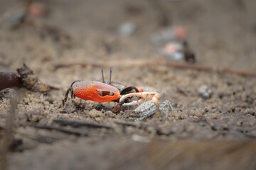 Crabs fighting for space on a coastline beach
