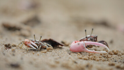 Crabs fighting for space on a coastline beach