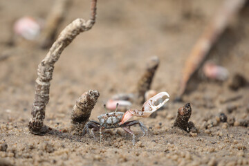 Crab raising claw to protect its hole from other crabs