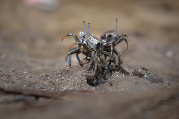 Couple of dark crabs standing to fight each other