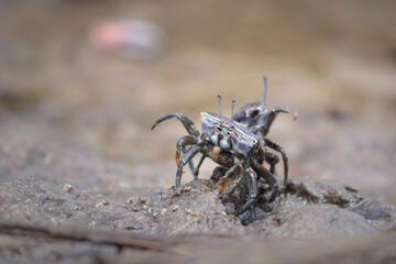 Couple of dark crabs standing to fight each other