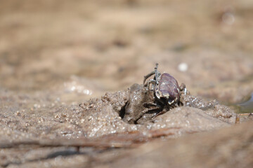 Couple of dark crabs standing to fight each other