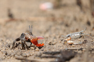 Crab with red claw chasing away another crab