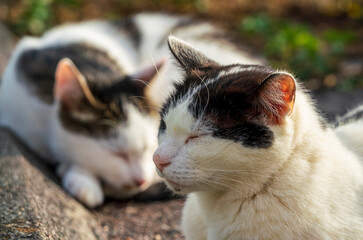 Tomcat sitting in garden and enjoy the summer time with bokeh background
