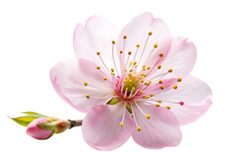 Obraz premium white sakura flower PNG ,white background. AI GENERATED