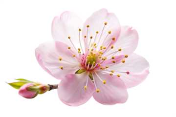  white sakura flower PNG ,white background. AI GENERATED