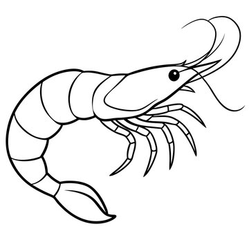 recommend clip art: Shrimp line art sea animal