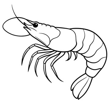 recommend clip art: Shrimp line art sea animal