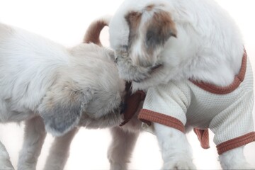 two shihtzu dog playing together.