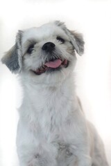 shihtzu dog smiling. isolated on white background.