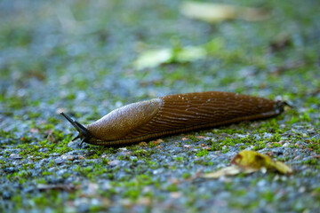 Spanish slug Arion vulgaris snail crawls