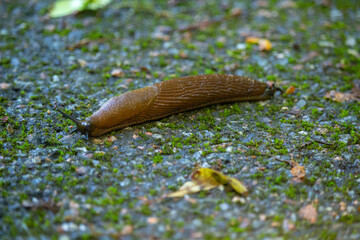 Spanish slug Arion vulgaris snail crawls