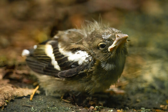 Young common chaffinch (Fringilla coelebs) in the spring forest.