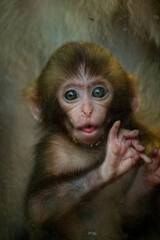 Potrait image of monkey (macaque)