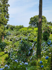 あじさい　群馬県　下仁田あじさい園