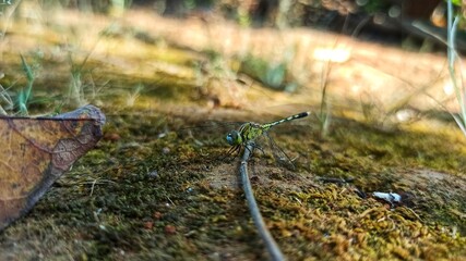 
Dragonfly. Dragonflies in photos with macro mode.