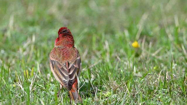 Common Rosefinch bird standing on grass