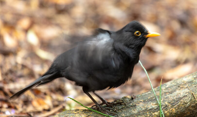 Portrait of a starling in the park