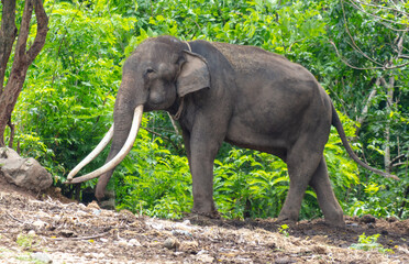 Portrait of an elephant with large tusks in a tropical park