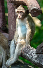 Monkey outdoors in a tropical park