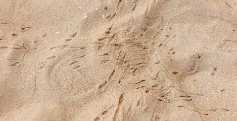 Crab tracks on the sand as a background