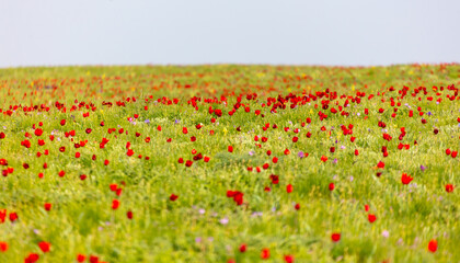 Field with red tulips in the steppe in spring as a background.