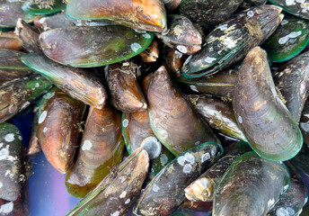 Seashells on a market counter