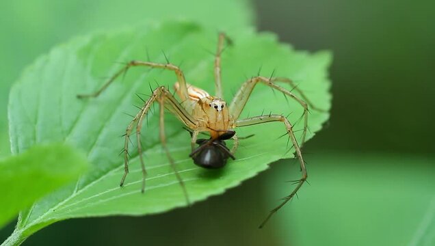Oxyopes salticus spider perched on a windblown leaf, footage, wildlife video, insects.