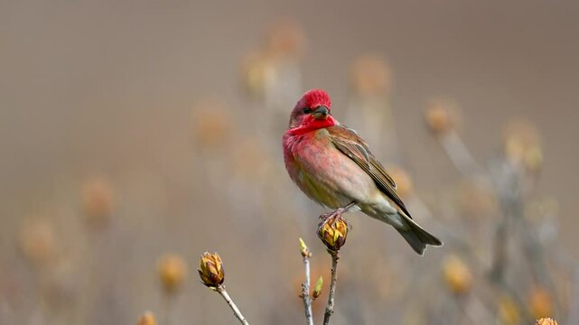 Common Rosefinch is singing his songs