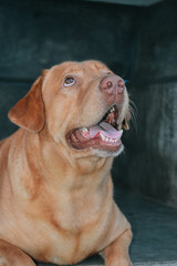 close up of a labrador retriever