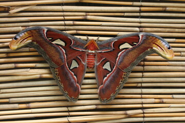 Der gr&ouml;&szlig;te Schmetterling - Atlasspinner Attacus atlas 